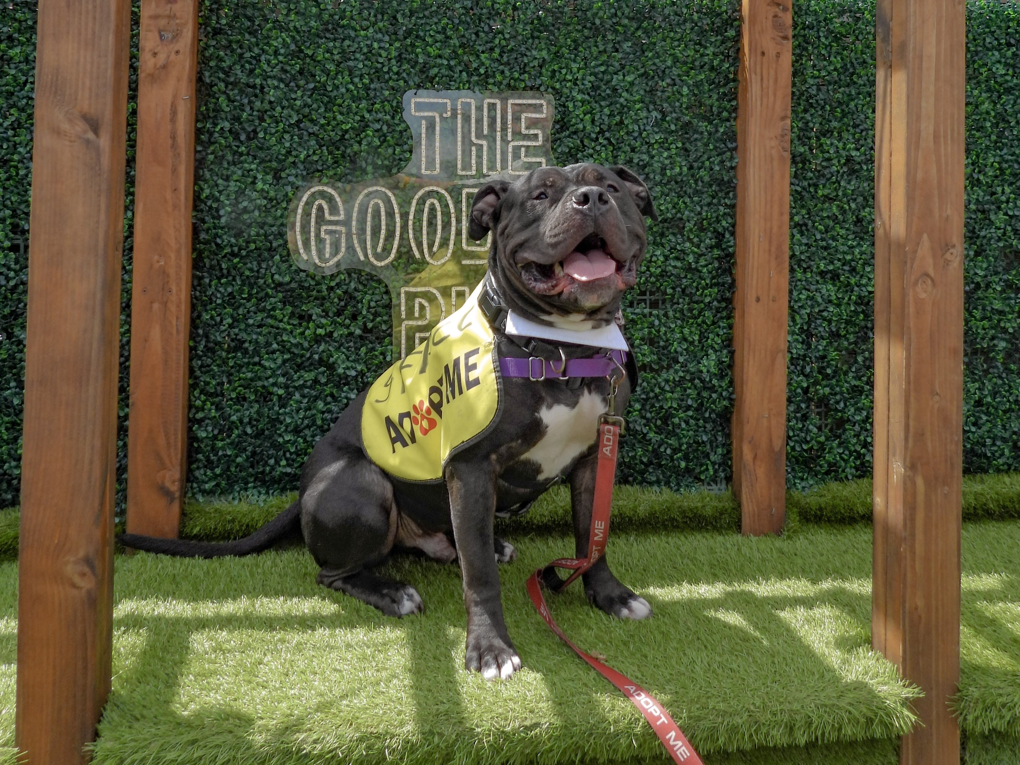 A dog poses for a photo with its mouth open.