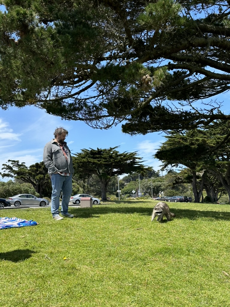 A PHEPR staffer at a park with trees and parked cars in the background. He is watching a racoon arch its back a few feet away from him on the grass.