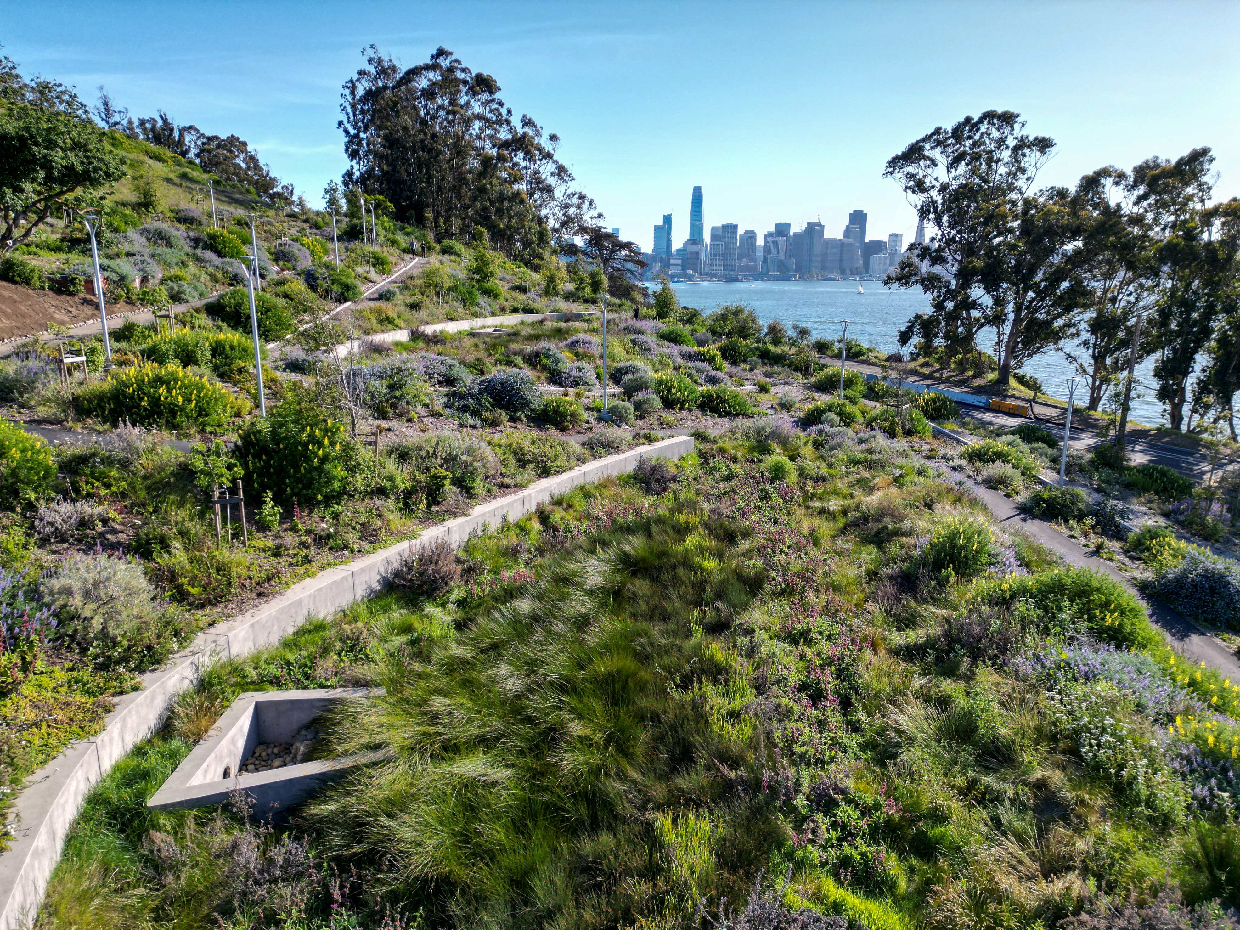 Aerial view of Buckeye Grove Stormwater Garden on Yerba Buena Island with the Bay Bridge and San Francisco skyline in the background.