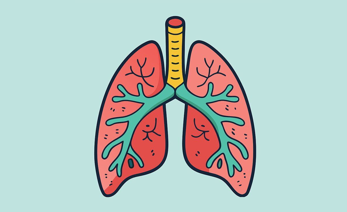 illustration of human lungs