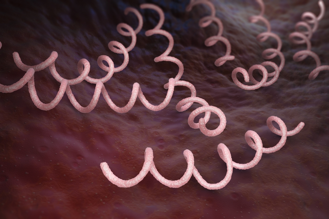 spiral-shaped syphilis bacteria in front of a dark background